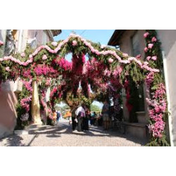 Il Lago d'Iseo e la Festa dei fiori di Santa Croce - Sabato 13 Settembre 2025